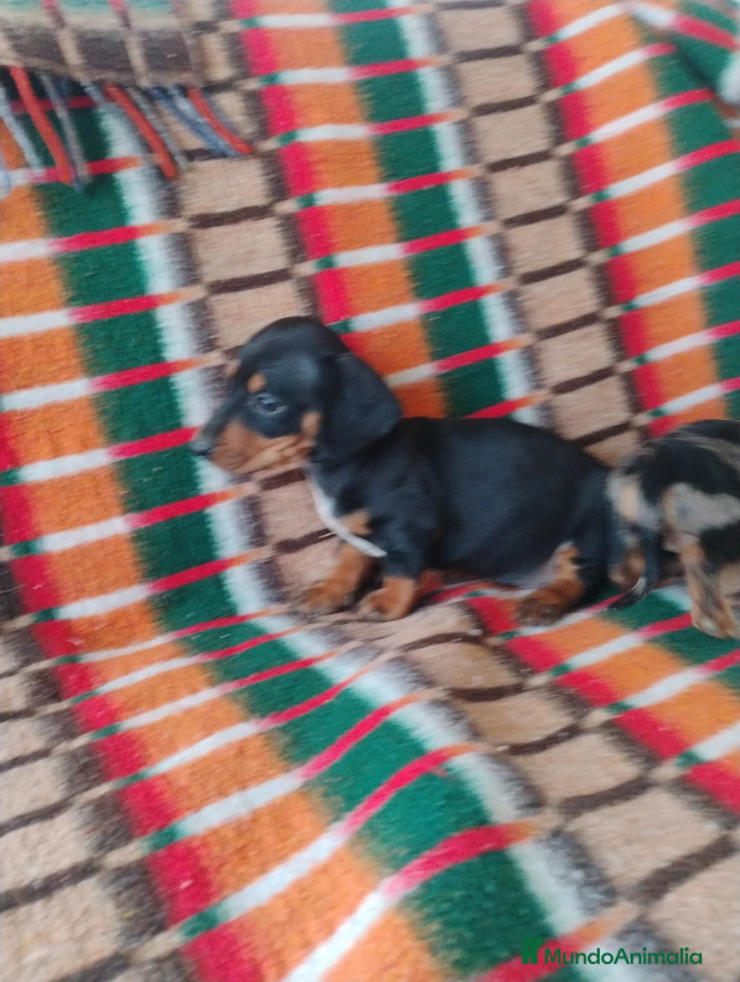 Teckel Miniatura perros en venta: Machito teckel negro y fuego miniatura  - Anuncio 6