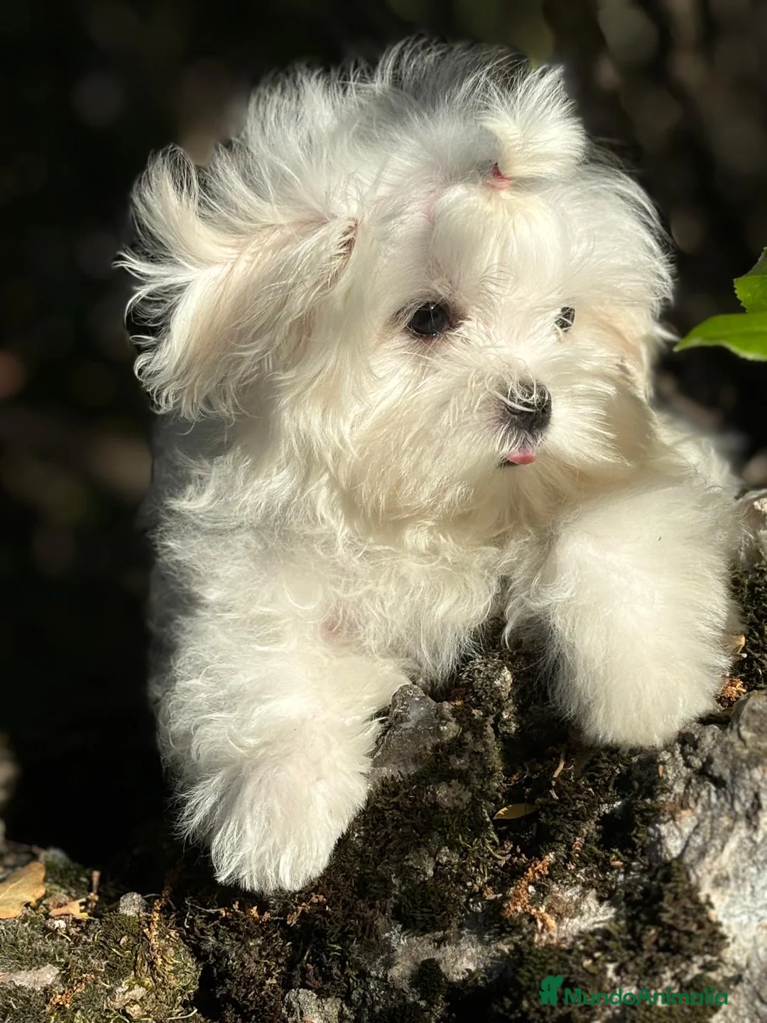 Bichón Maltés perros en venta: Bichon Maltés muy bonitos !!! - Anuncio 1