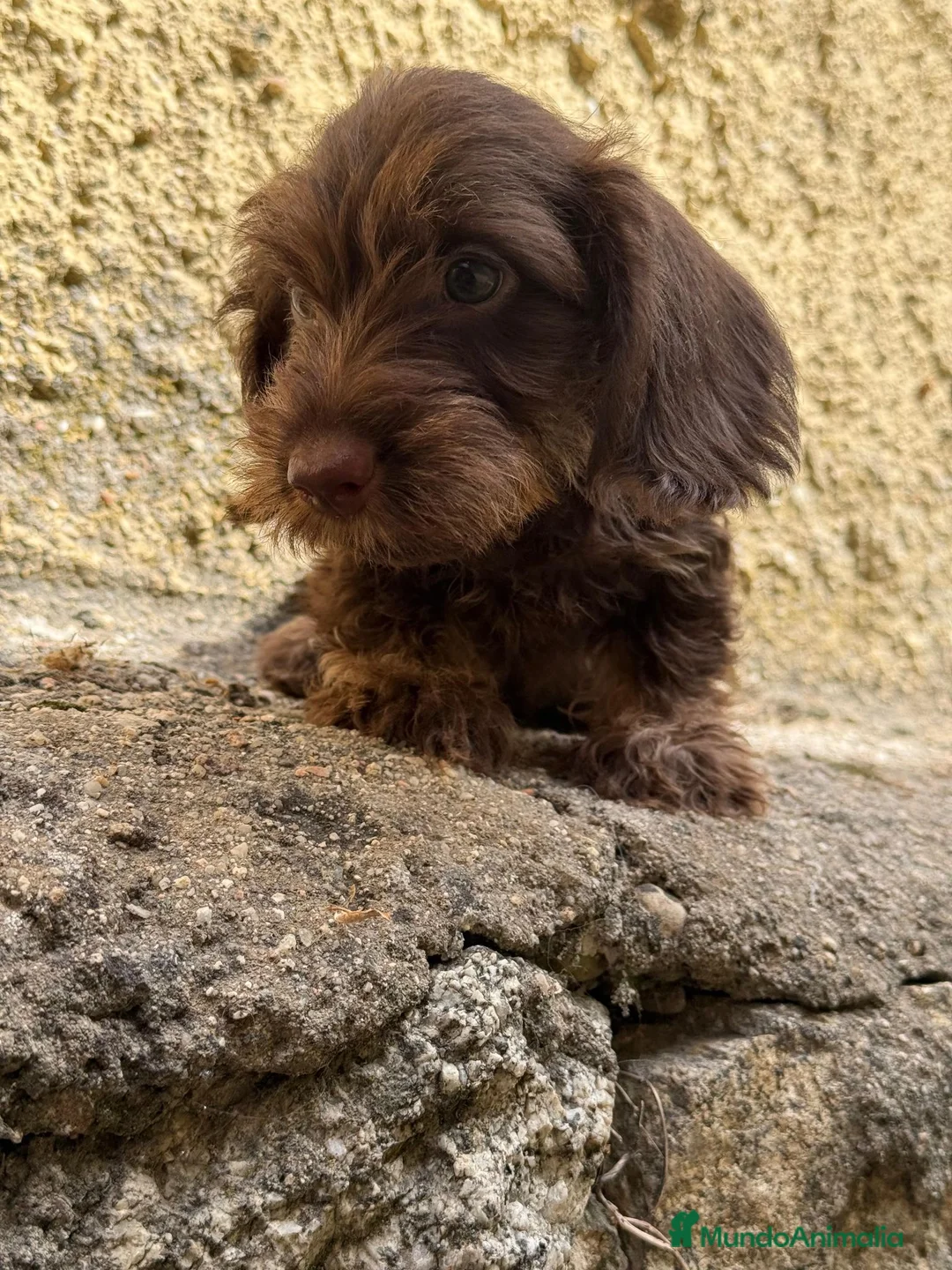 Teckel Miniatura perros en venta: Teckel Mini  - Anuncio 9