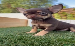 Chihuahua perros en venta: CHIHUAHUA MACHO - Imagen 20