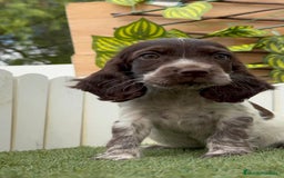 Cocker Spaniel Inglés perros en venta: COCKER SPANIEL RUANO - Imagen 9