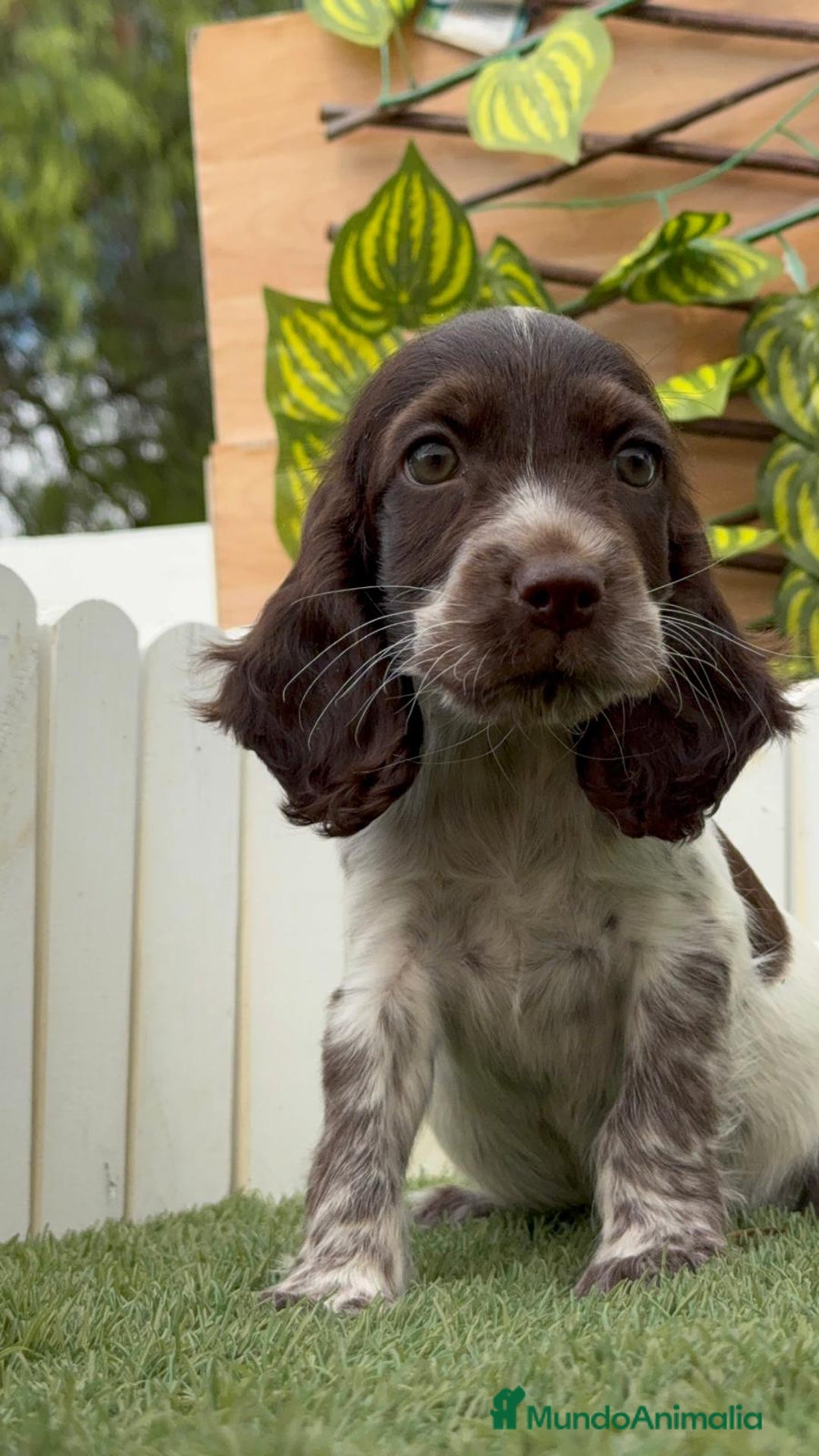 Cocker Spaniel Inglés perros en venta: COCKER SPANIEL RUANO - Imagen 9