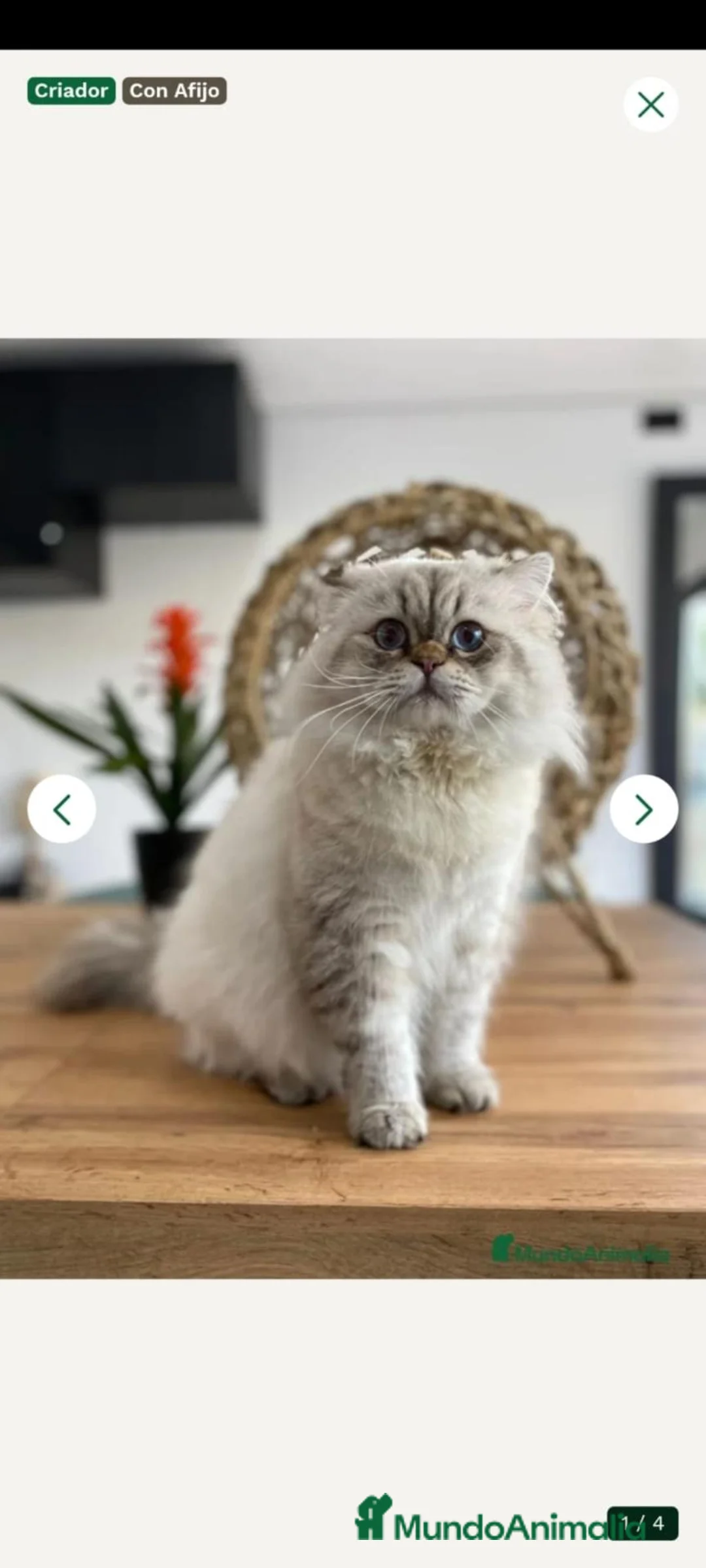 Británico de Pelo Largo gatos en venta: Gatito adulto - Anuncio 4