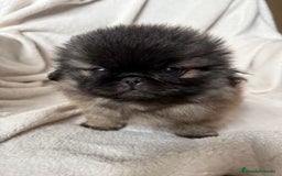 Pekinés perros en venta: Precioso machito de Pekines Imperial - Imagen 1