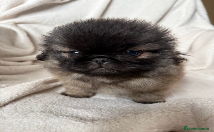 Pekinés perros - Propaganda 1