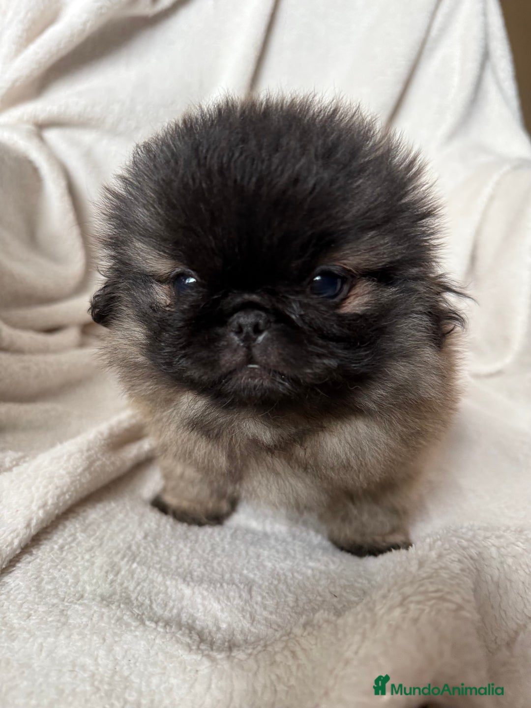 Pekinés perros en venta: Precioso machito de Pekines Imperial - Imagen 1