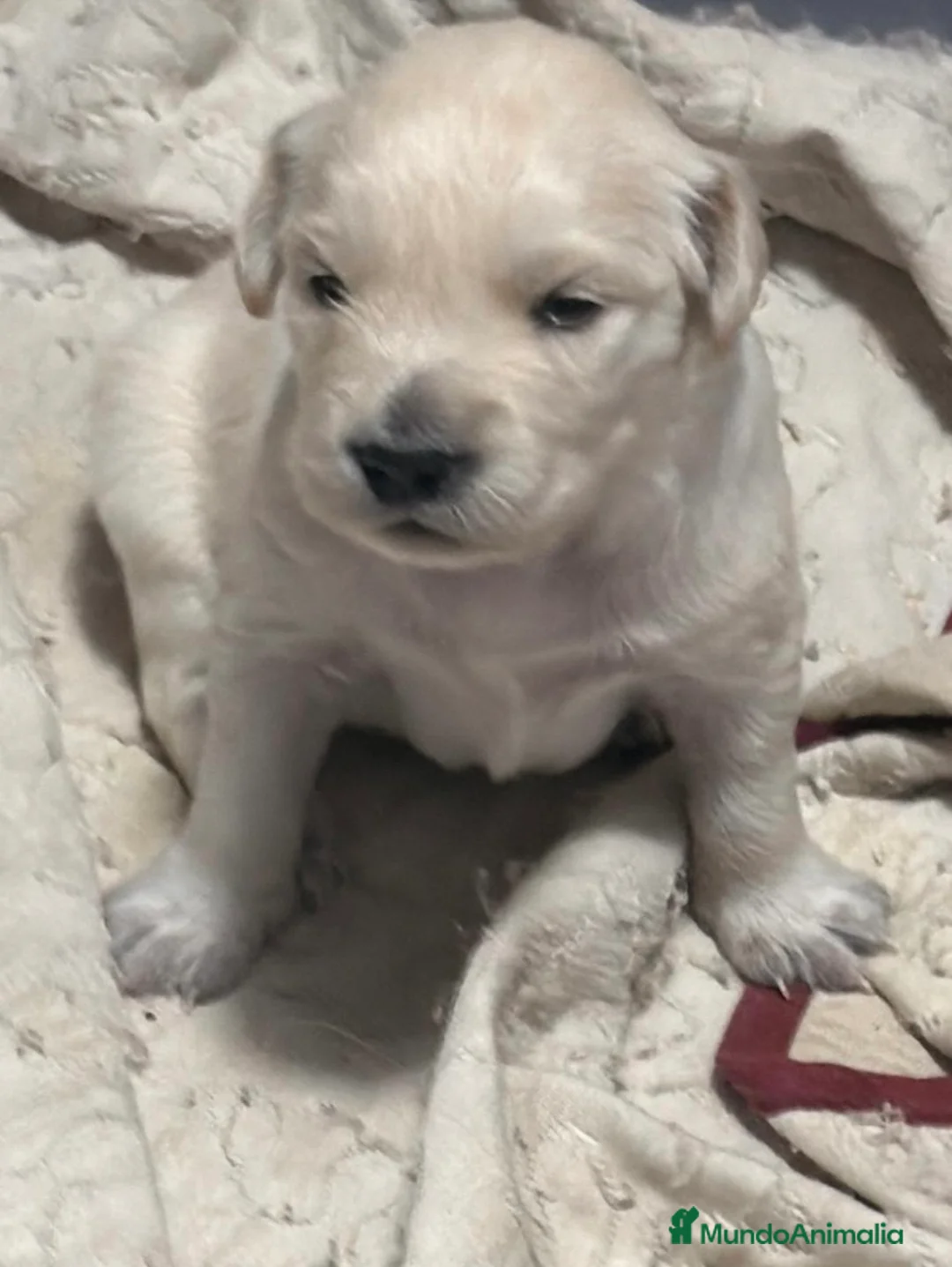 Golden Retriever perros en venta: Golden retriever espectacular camada🐾🔥 en Málaga - Anuncio 2