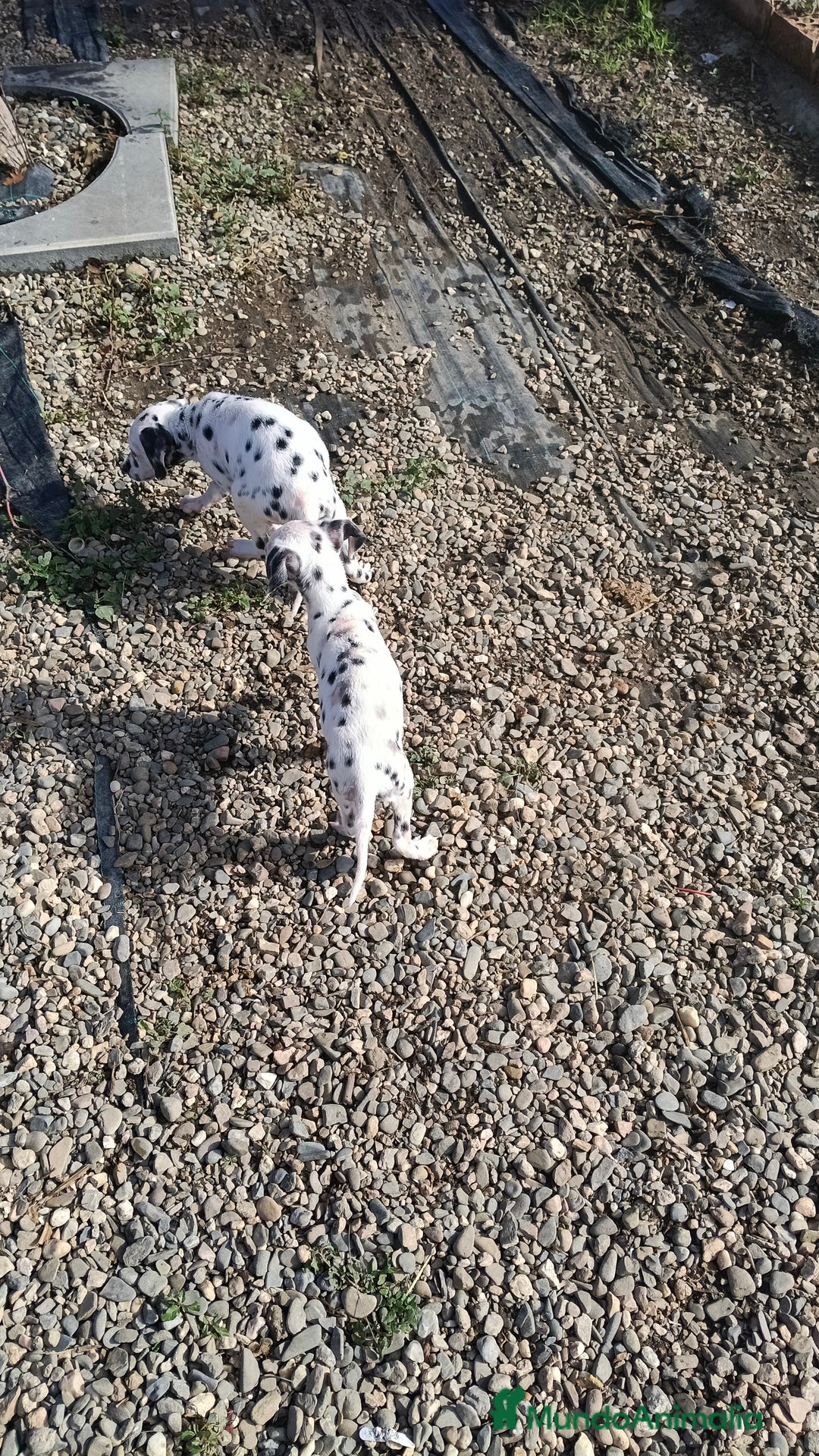 Dálmata perros en venta: Dalmata  - Anuncio 2