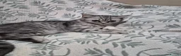 Británico de Pelo Corto gatos en venta: Maravillosos scottich fold y Brittich - Anuncio 2