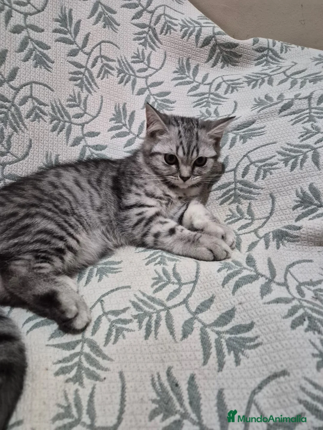 Británico de Pelo Corto gatos en venta: Maravillosos scottich fold y Brittich - Anuncio 2