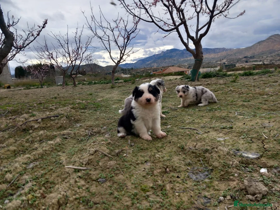 Border Collie perros en venta: Border collie blue merle y tricolor  - Anuncio 2