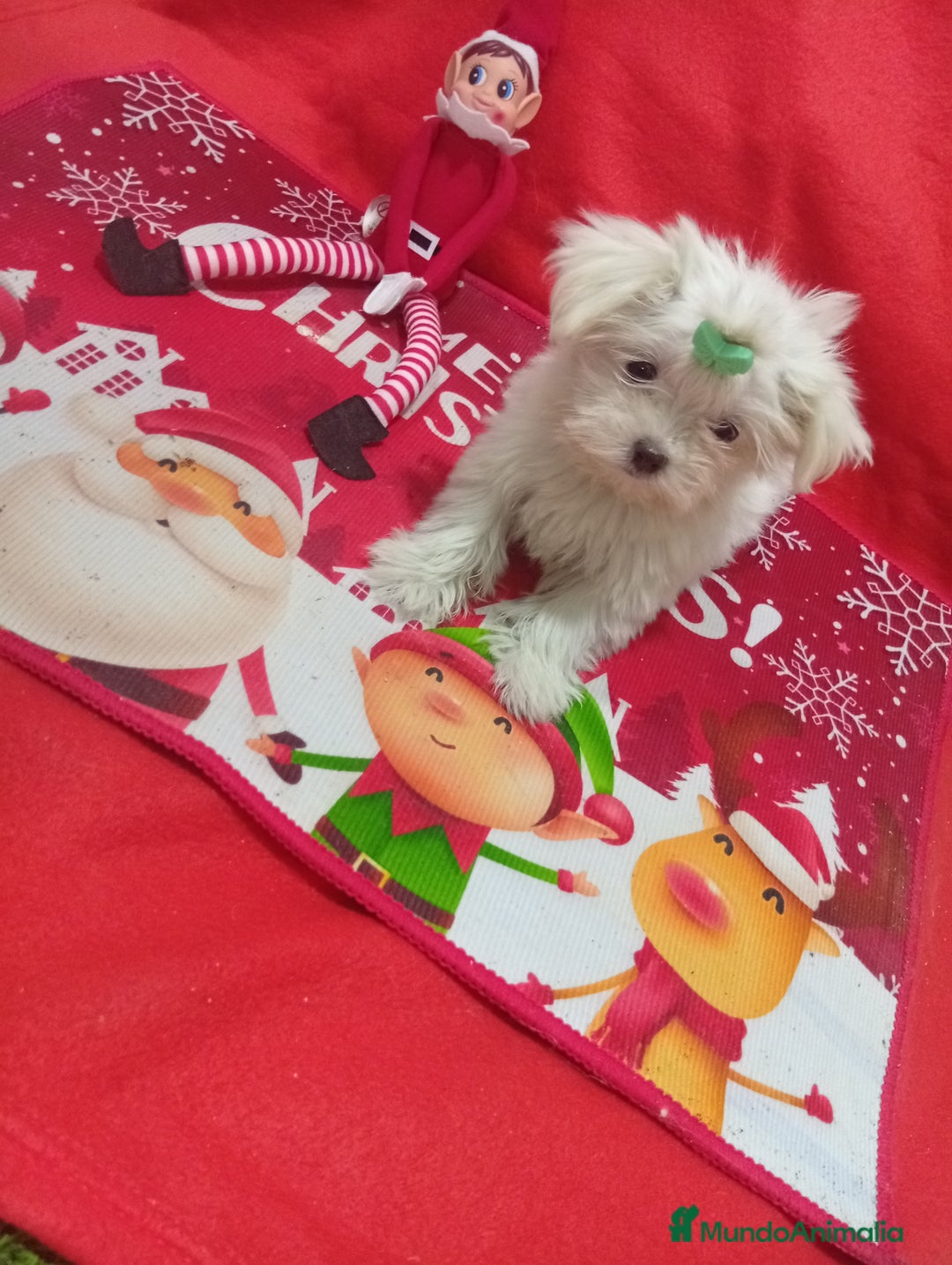 Bichón Maltés perros en venta: PRECIOSA MALTES MINI TOY - Anuncio 3