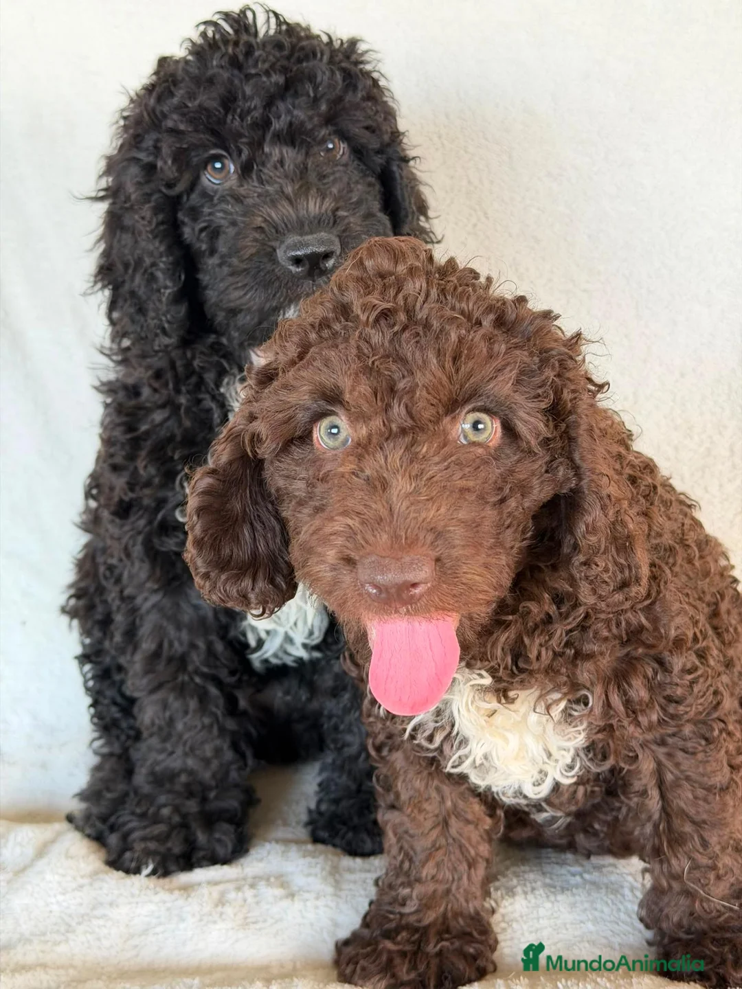Perro de Agua Español perros en venta: PERROS DE AGUA  - Anuncio 4