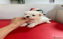 Bichón Maltés perros en venta: Bichón maltes toy - Imagen 5