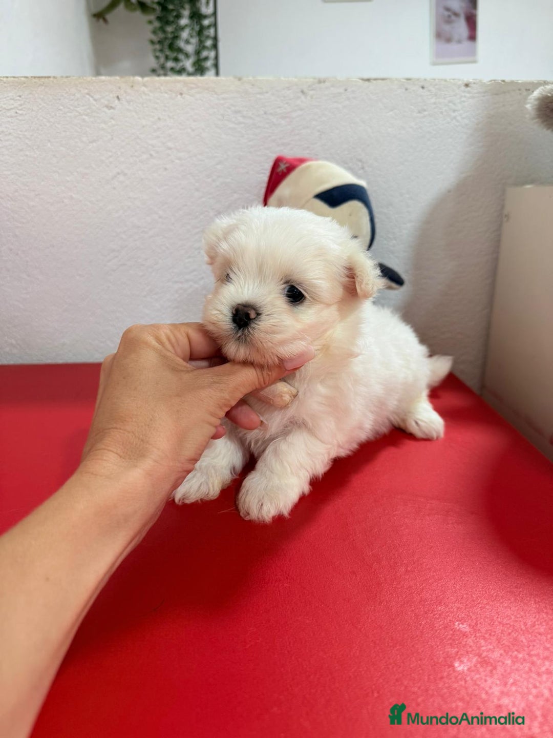 Bichón Maltés perros en venta: Bichón maltes toy - Imagen 5