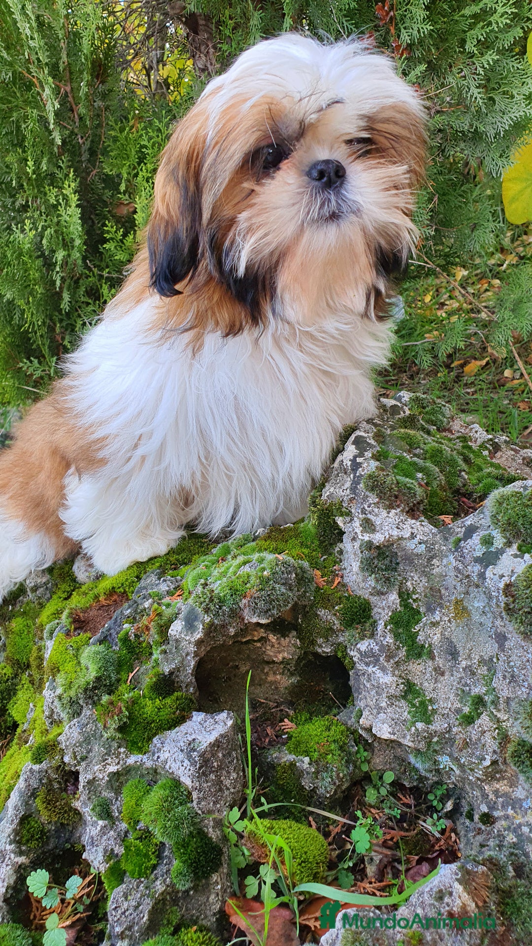 Shih Tzu perros en venta: Shih Tzu Macho 5 meses disponible  - Imagen 7