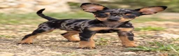 Ratón de Praga perros en venta: Raton de Praga  - Anuncio 1