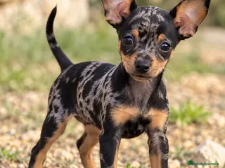 Ratón de Praga perros Raton de Praga - Anuncio 1