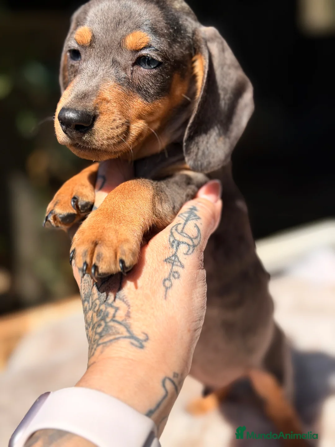 Teckel Miniatura perros en venta: Teckel Arlequin bronce  - Anuncio 1