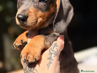 Teckel Miniatura perros Teckel Arlequin bronce - Anuncio 1