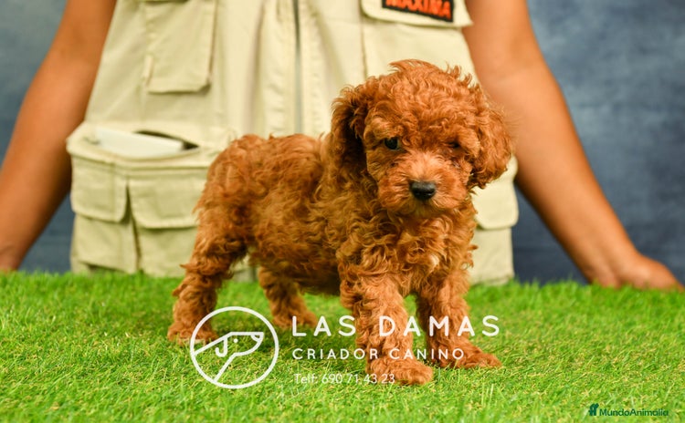 Caniche Enano perros en Burgos - Propaganda 14