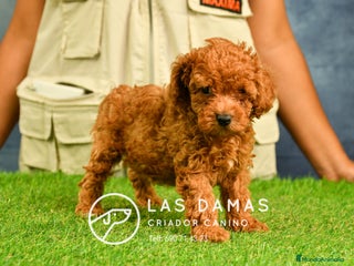 Caniche Enano perros en Burgos - Anuncio 26