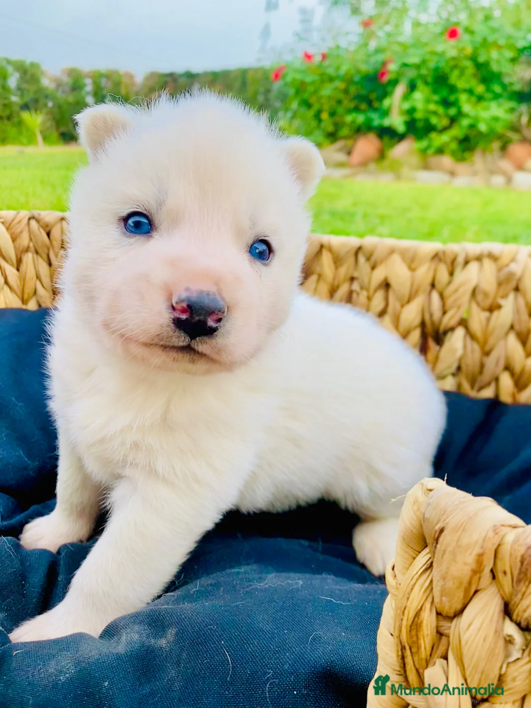 Husky Siberiano perros en venta: Cachorros Husky Siberiano - Anuncio 2