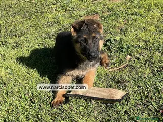 Pastor Alemán perros CRIADERO DE PASTOR ALEMAN en Asturias - Anuncio 40