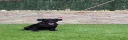 Jack Russell Terrier perros en venta: Cachorra parterdale - Anuncio 3