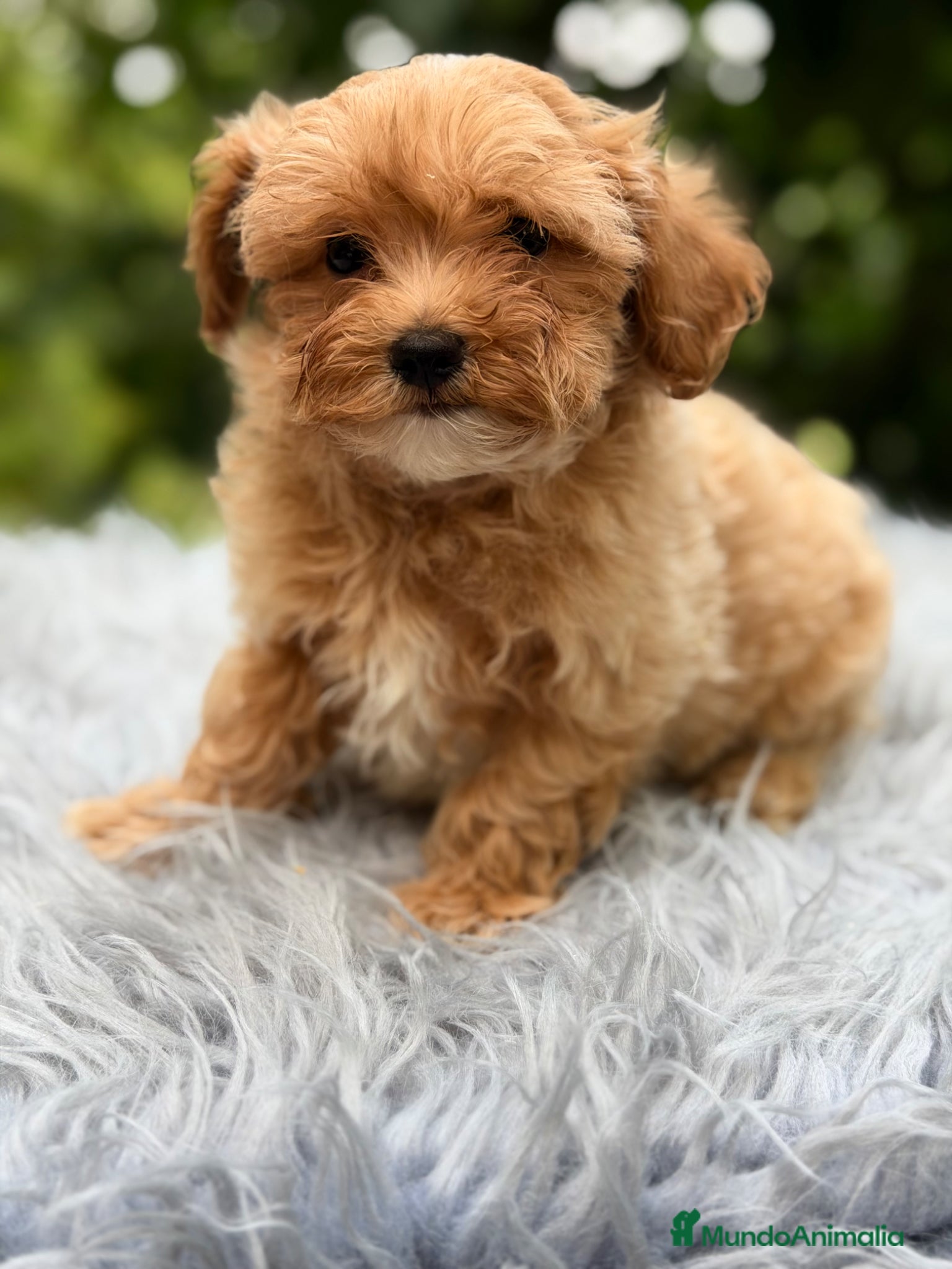 Maltipoo perros en venta: Maltipoo Minitoy macho  - Anuncio 7
