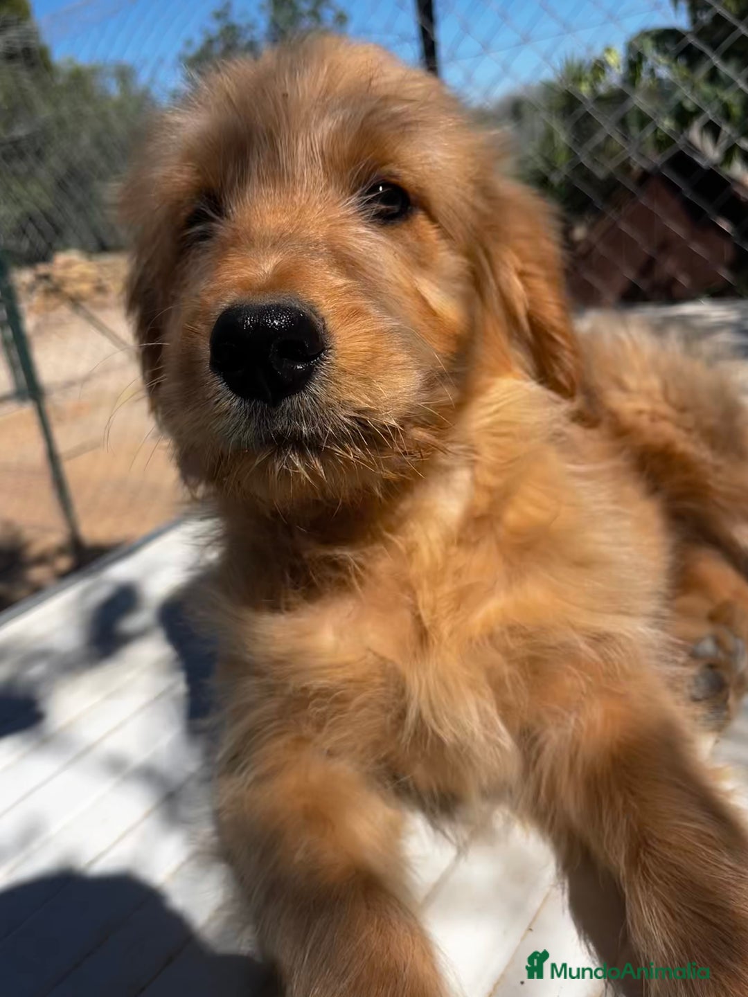 Goldendoodle perros en venta: Goldendoodle  - Imagen 8