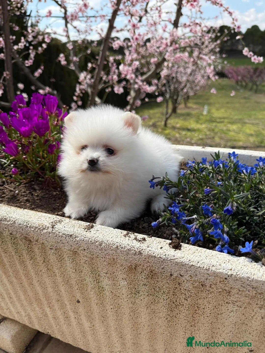 Pomerania perros en venta: Pomerania toy muy bonitos !!! - Anuncio 12