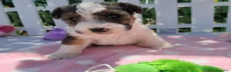 Fox Terrier de Pelo Duro perros en venta: Bebés Foxterrier (hembras) - Anuncio 3