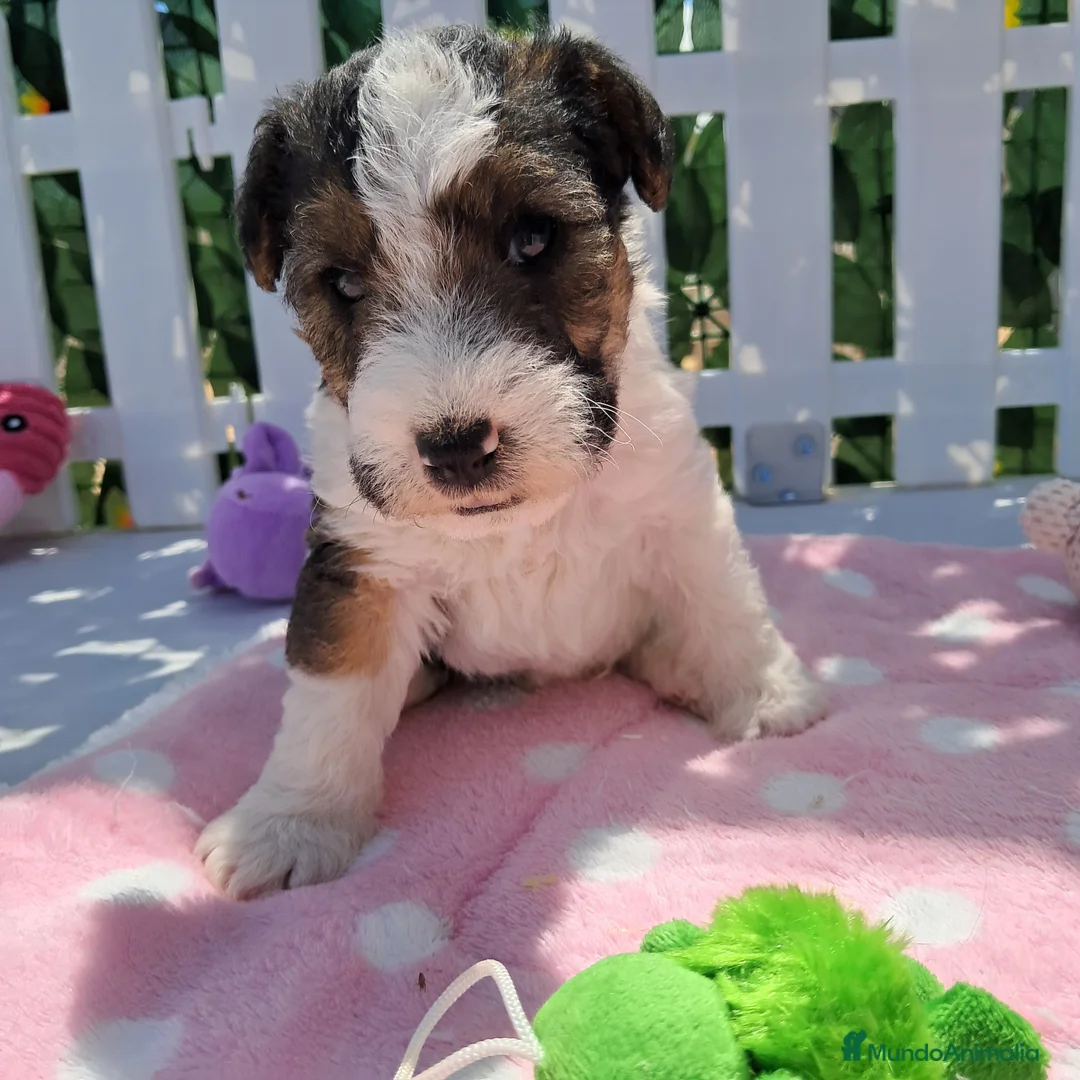 Fox Terrier de Pelo Duro perros en venta: Bebés Foxterrier (hembras) - Anuncio 3