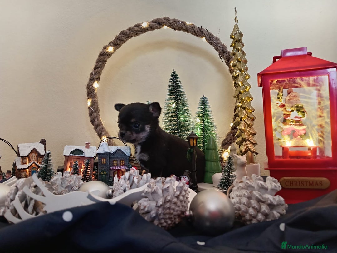 Chihuahua perros en venta: PRECIOSA CHIHUAHUA CABEZA DE MANZANA  - Anuncio 1