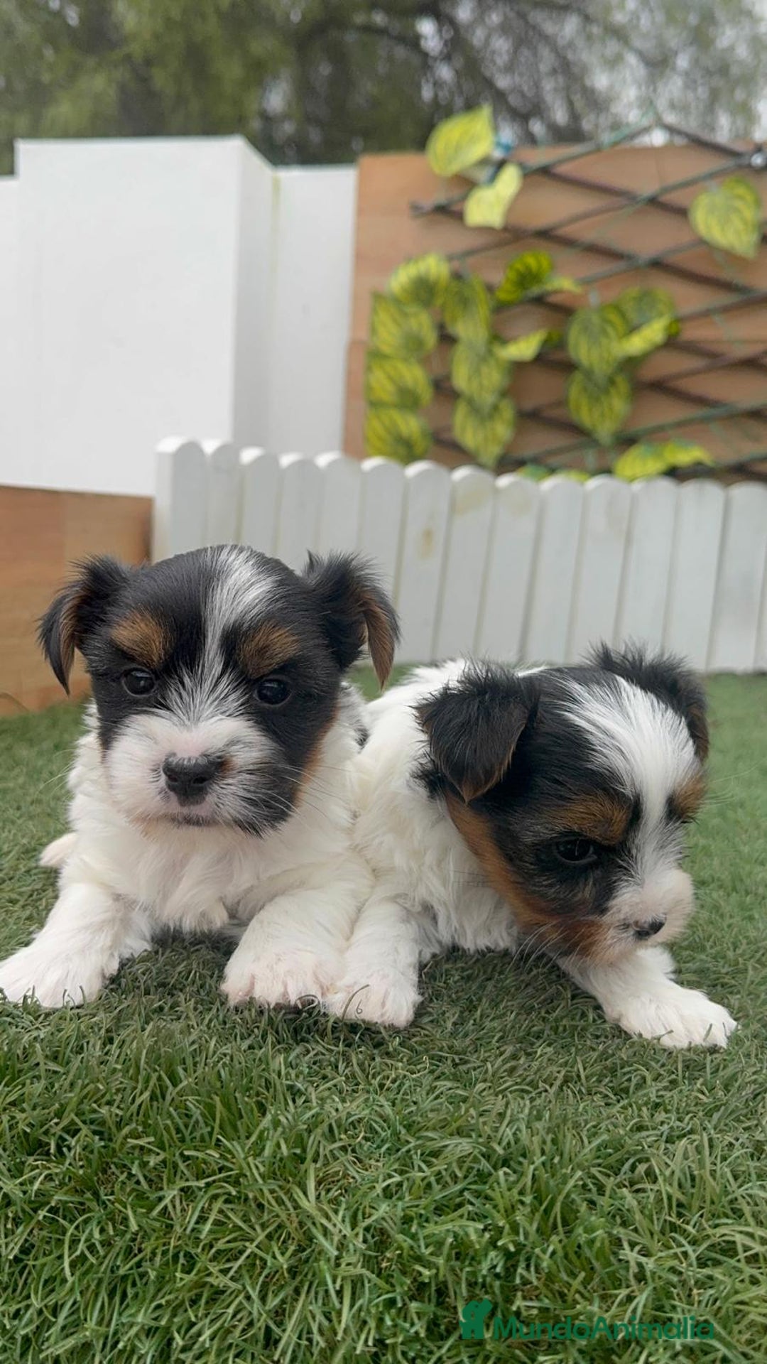 Yorkshire Terrier perros en venta: YORKSHIRE BIEWER MACHO - Anuncio 18