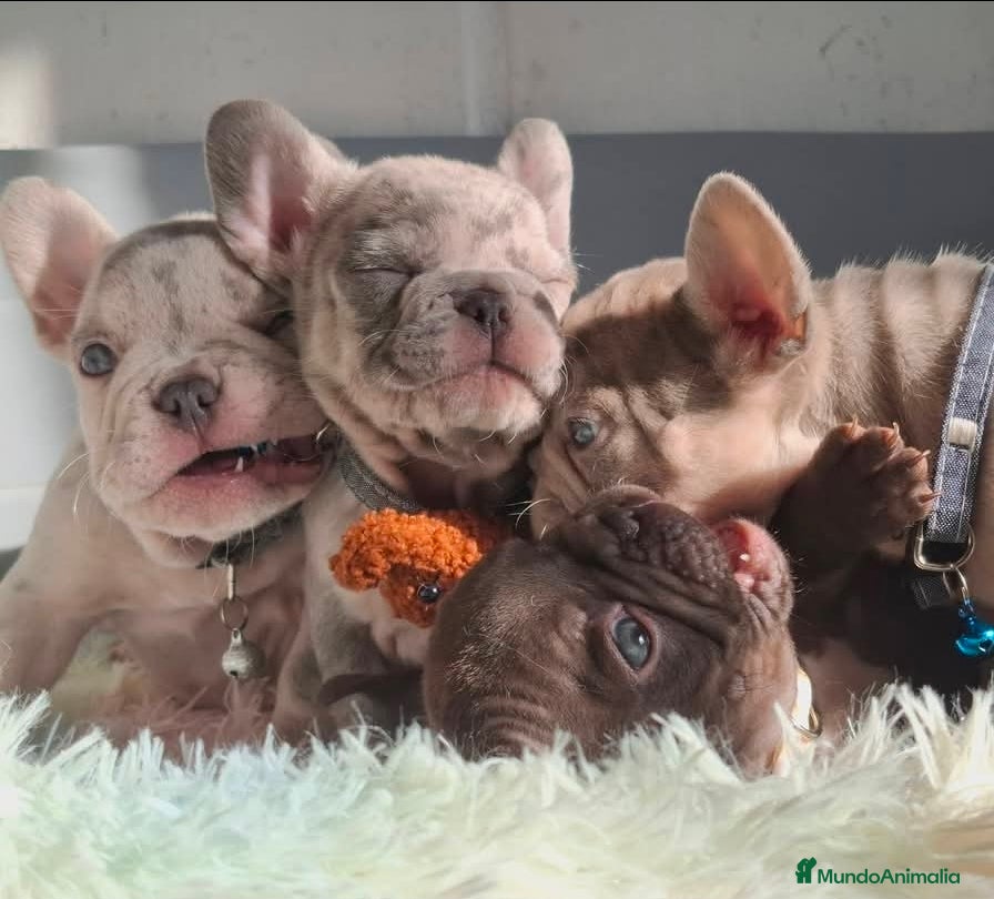Bulldog Francés perros Frenchis exoticos  - Anuncio 1