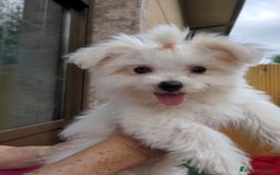 Bichón Maltés perros en venta: Camada de bichón maltés - Imagen 4