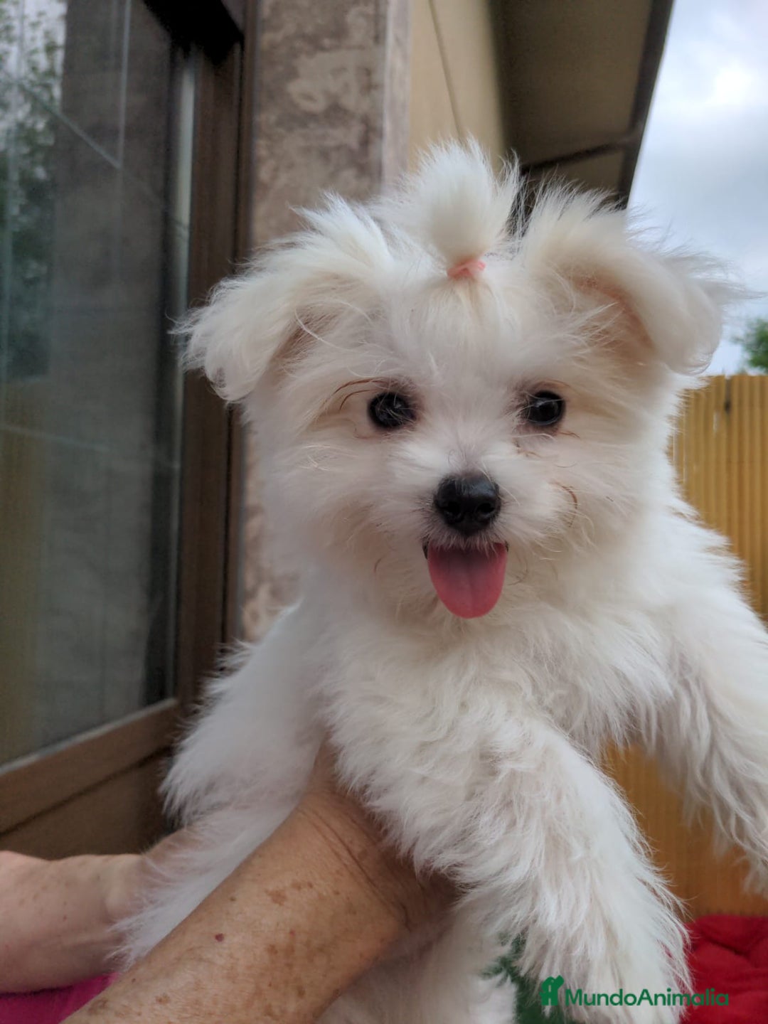 Bichón Maltés perros en venta: Camada de bichón maltés - Imagen 4
