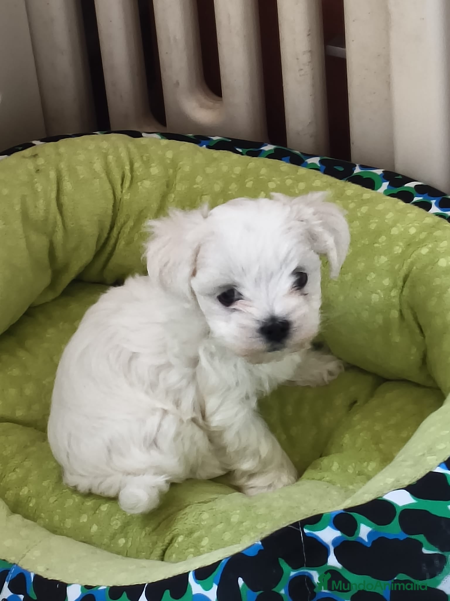 Bichón Maltés perros Excelente camada de Bichon Maltés  - Anuncio 15