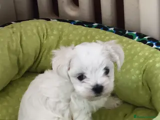 Bichón Maltés perros Excelente camada de Bichon Maltés - Anuncio 15