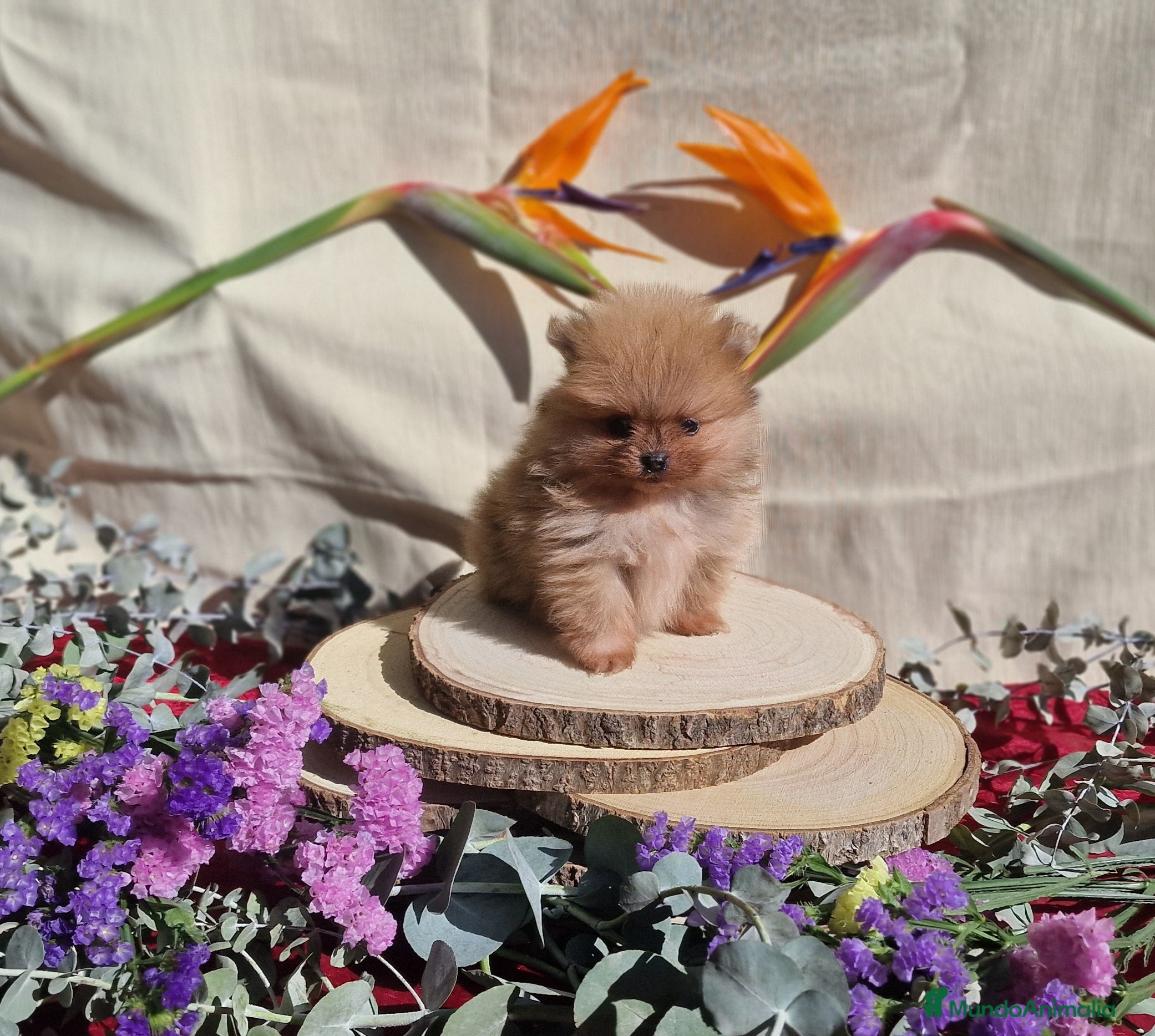 Pomerania perros Pomeranias toy - Anuncio 28