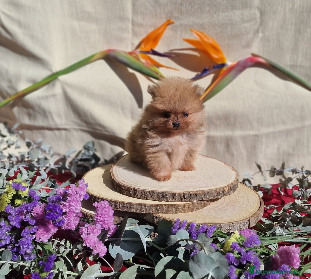 Pomerania perros en venta: Pomeranias toy - Anuncio 1