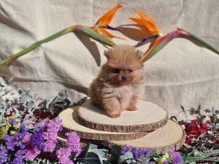 Pomerania perros Pomeranias toy - Anuncio 23