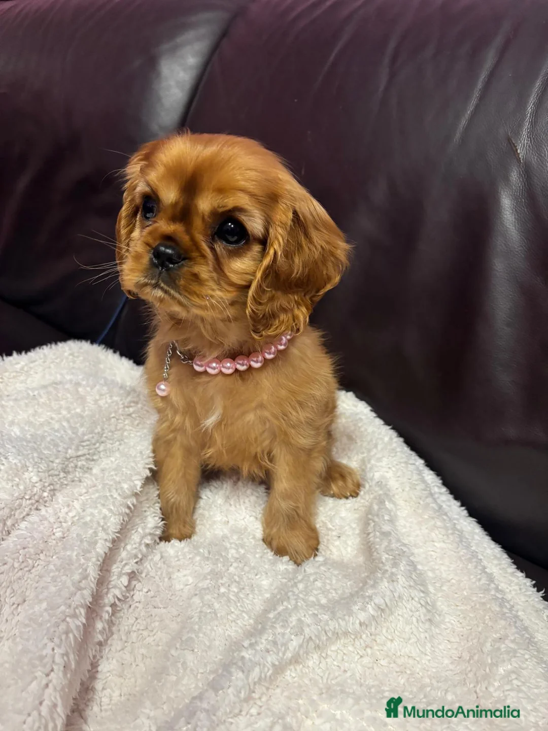 Cavalier King Charles Spaniel perros en venta: Cavalier hembra ruby - Anuncio 4