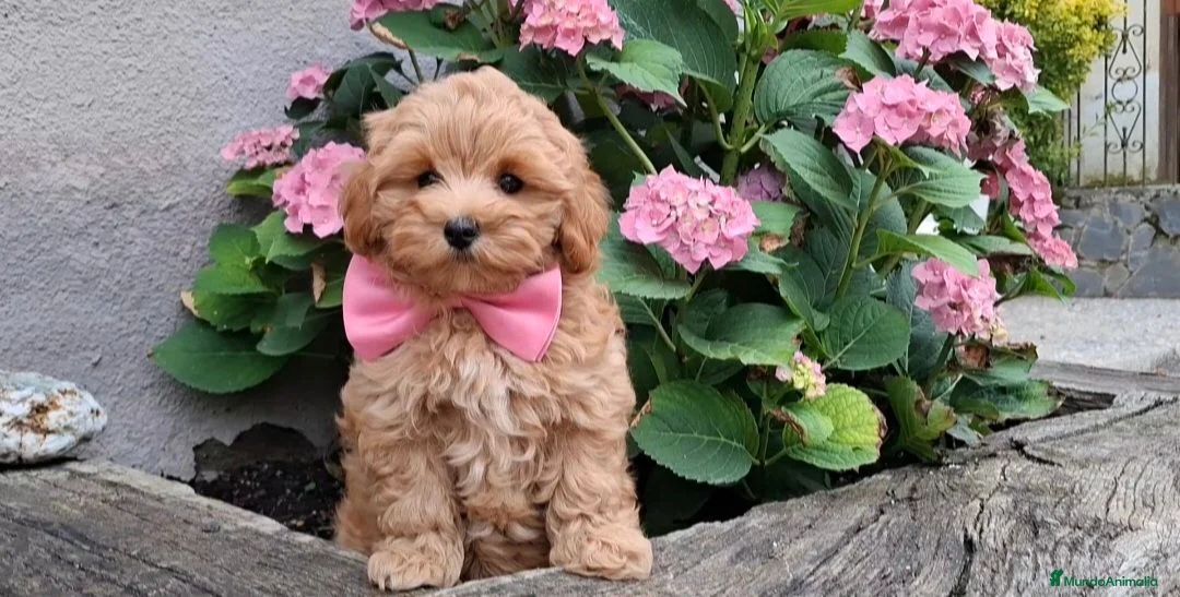 Maltipoo perros en venta: MALTIPOO - Anuncio 1