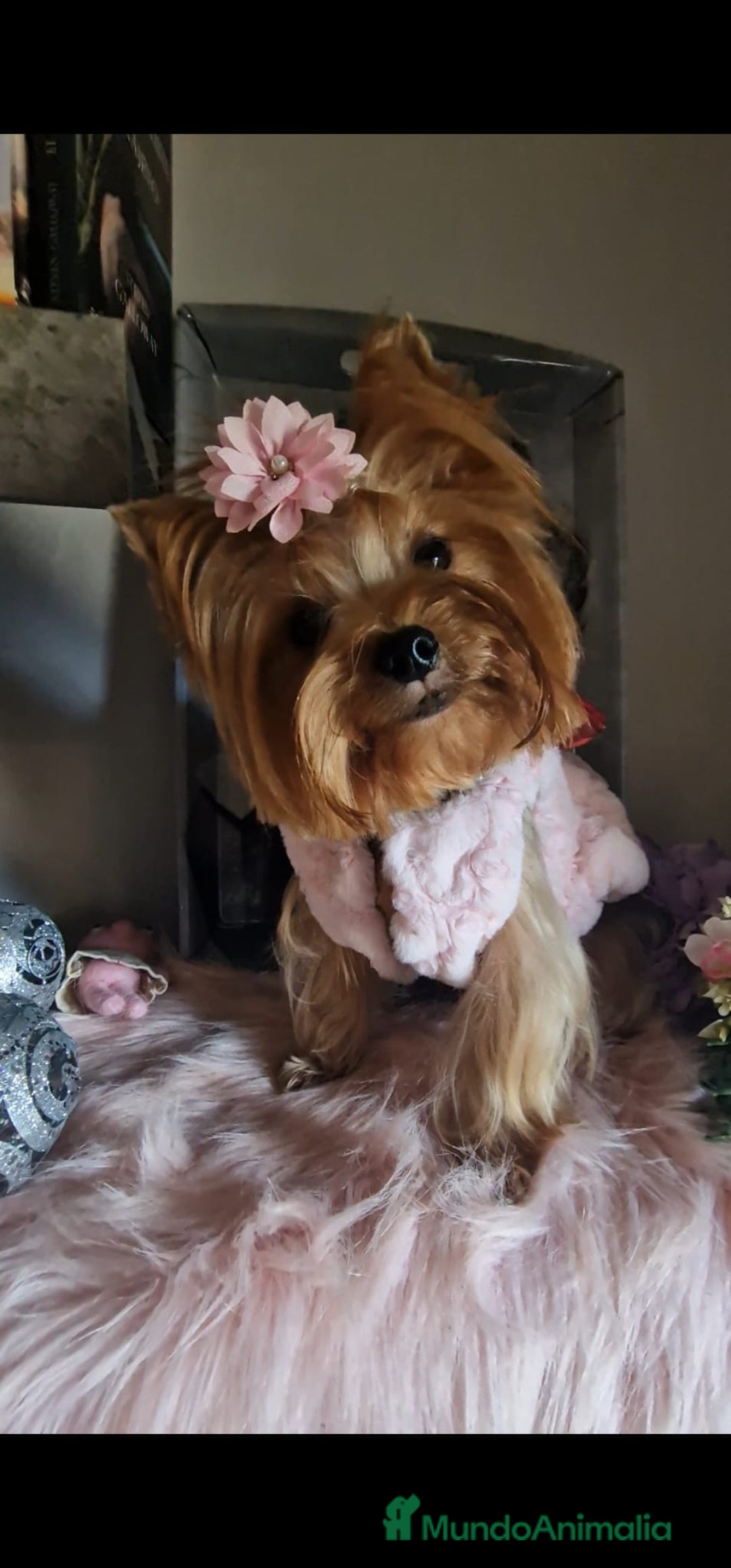 Yorkshire Terrier perros en venta: Camada yorkshire terrier - Anuncio 8