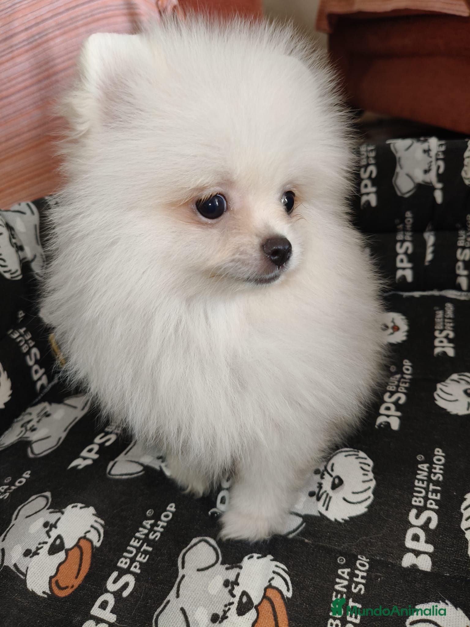 Pomerania perros Cachorro pomerania macho - Anuncio 2