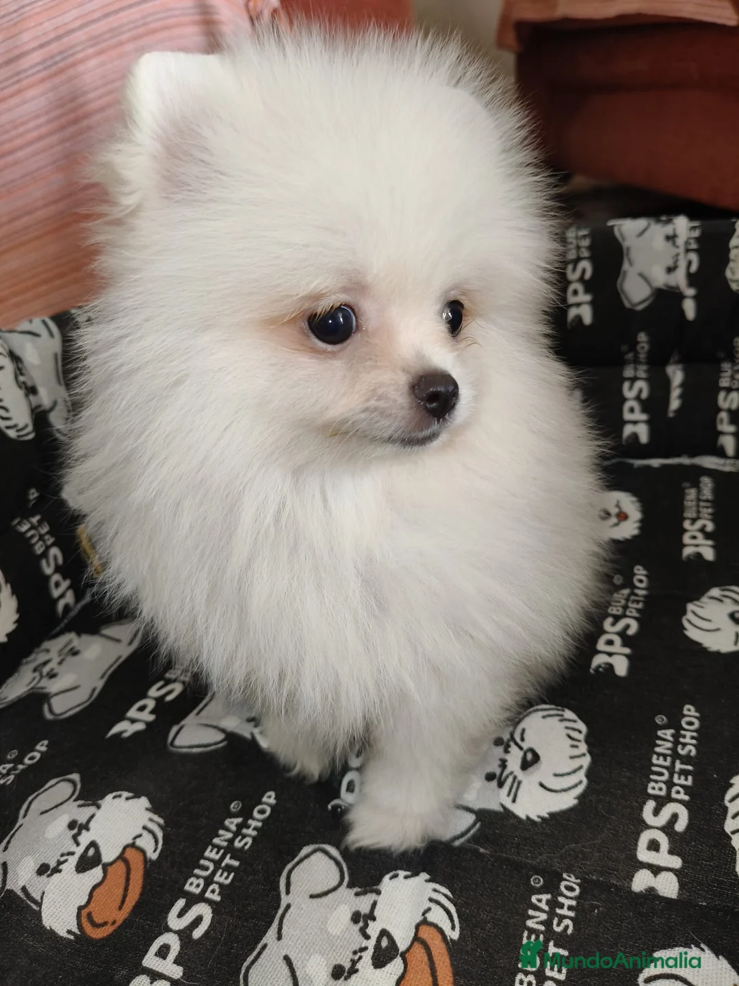 Pomerania perros en venta: Cachorro pomerania macho - Anuncio 1