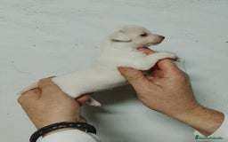 Chihuahua perros en venta: Chihuahua  - Anuncio 8